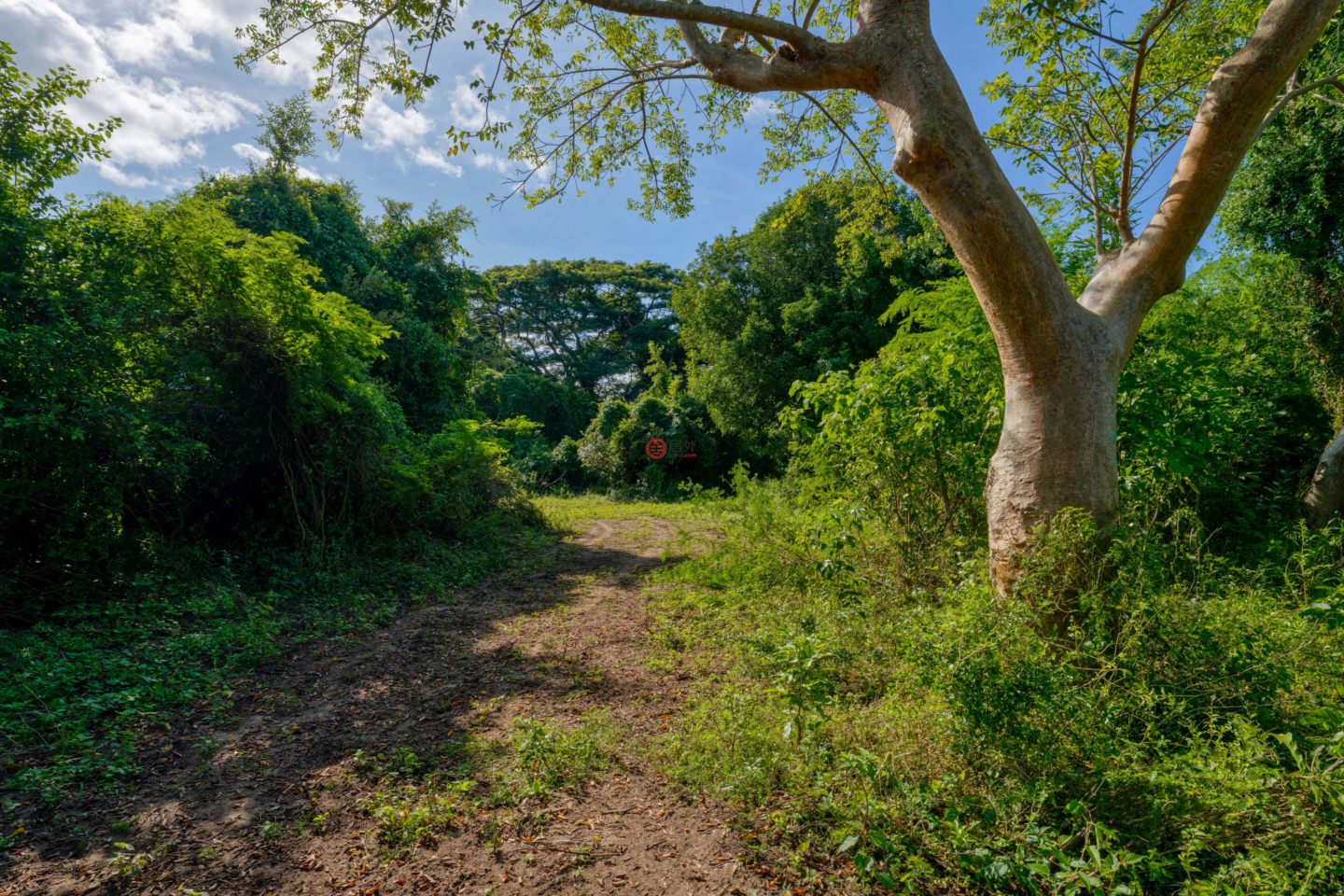 波多黎各Puerto RicoVieques的住宅用地，Lot 1 78 Puerto Ferro，编号76436230