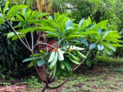 尼加拉瓜Masaya DepartmentMasaya的住宅用地，Finca de Frutas Niquinomo，编号71148301