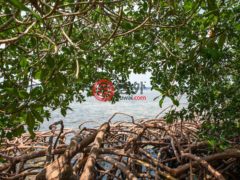 洪都拉斯海湾群岛Roatán的独栋别墅，Island House with Dock & Boats in Parrot Tree，编号77810415
