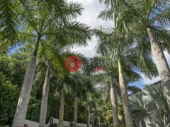 美属维京群岛St. John的独栋别墅，3-3 Estate Catherineberg，编号77184723
